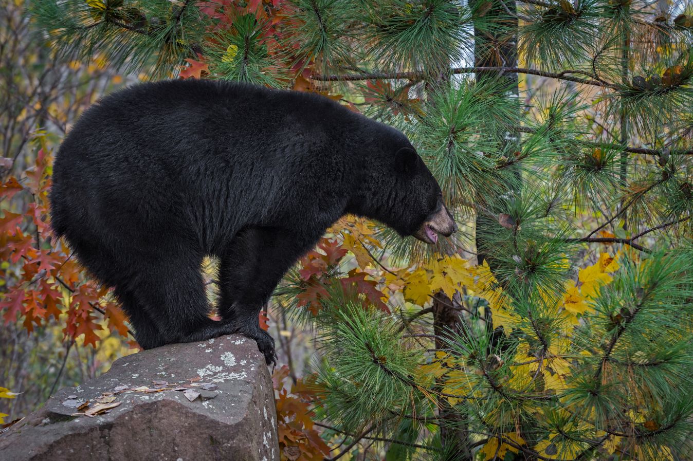 Black Bears in the Smoky Mountains