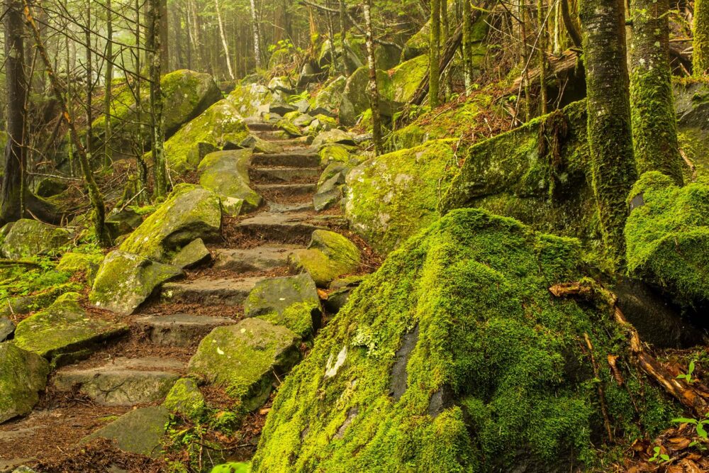 Explore The Smoky Mountains - Andrews Bald Trail