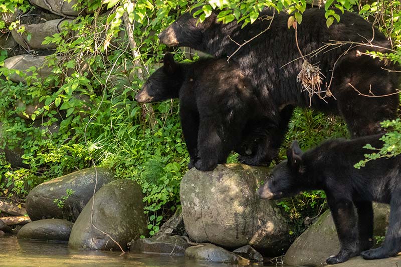 Explore The Smoky Mountains - Discover a Haven for Wildlife Enthusiasts