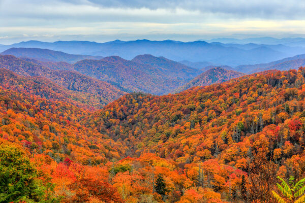 Explore The Smoky Mountains - Unveiling the Beauty of Fall Foliage in the Smoky Mountains